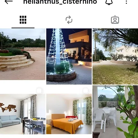 Helianthus *