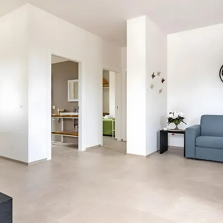 Helianthus * 奇斯泰尼诺