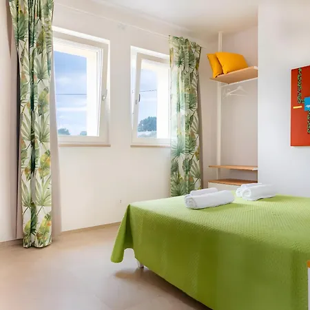 Helianthus * 奇斯泰尼诺